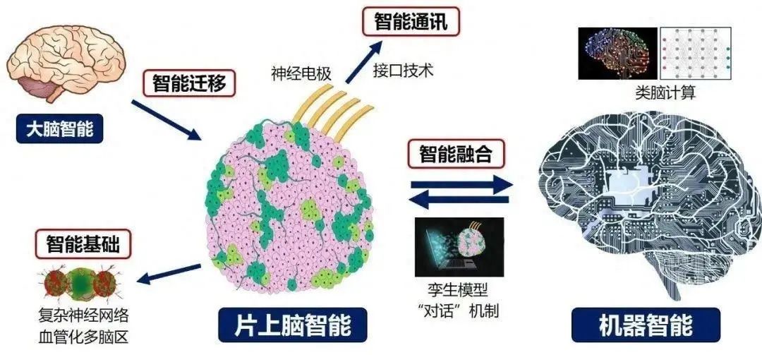 我国研制成功全球首个可开源的“片上脑-机接口”智能交互系统MetaBOC