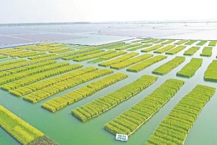 全国首次！沉陷区浮床水稻在安徽试种成功